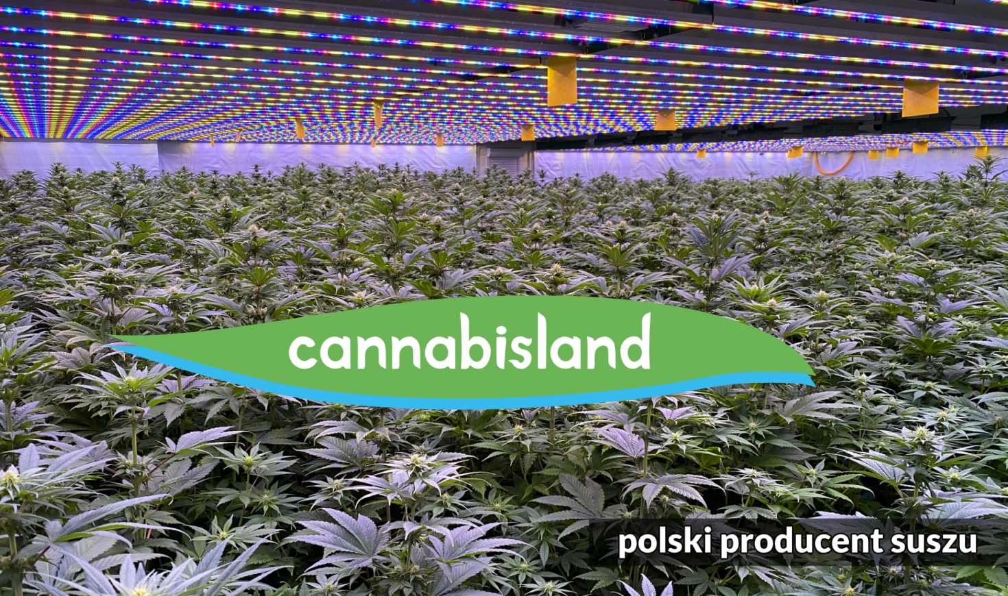 Cannabisland  logo